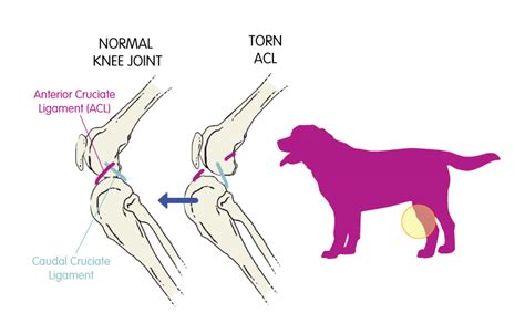 tibial compression test in dogs|ruptured cruciate ligament dog.